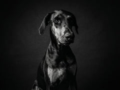 Ritratto del pet in stile Bianco e Nero