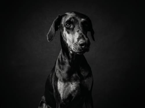 Ritratto del pet in stile Bianco e Nero