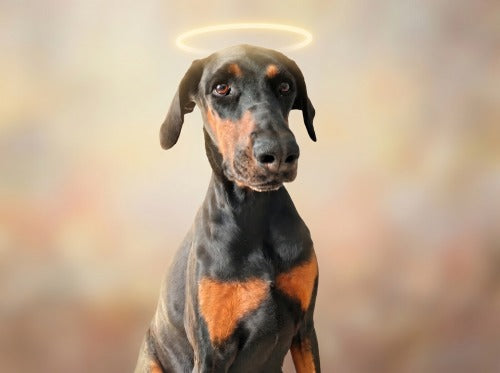 Ritratto memoriale del pet