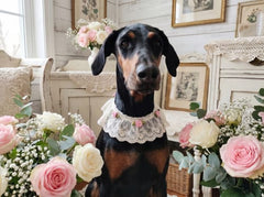 Ritratto del pet in stile Shabby Chic