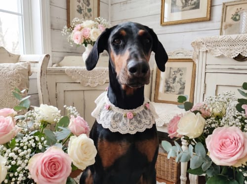 Ritratto del pet in stile Shabby Chic
